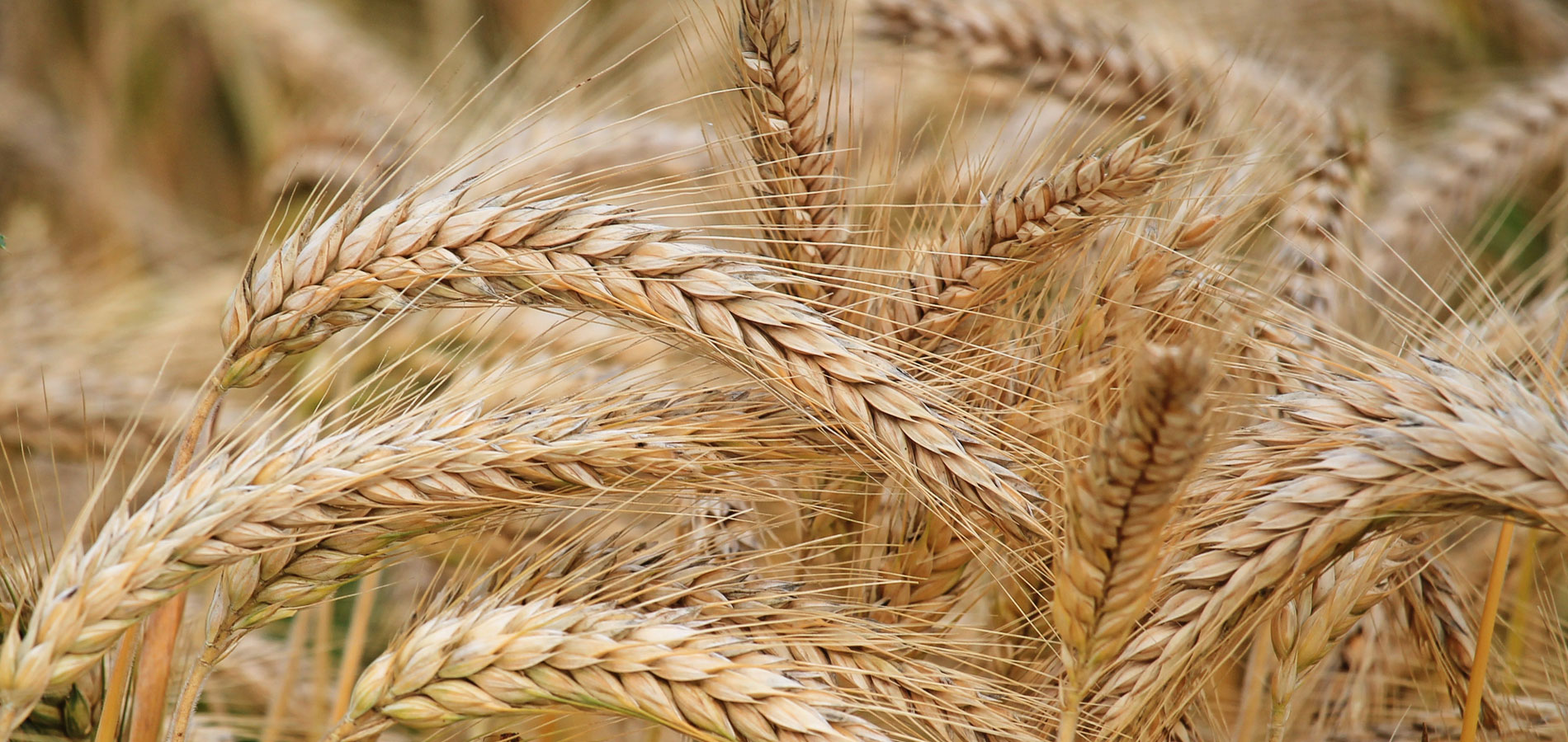 ΛΑΜΠΡΙΑΝΙΔΗΣ – AGROINTECH ΕΠΕ